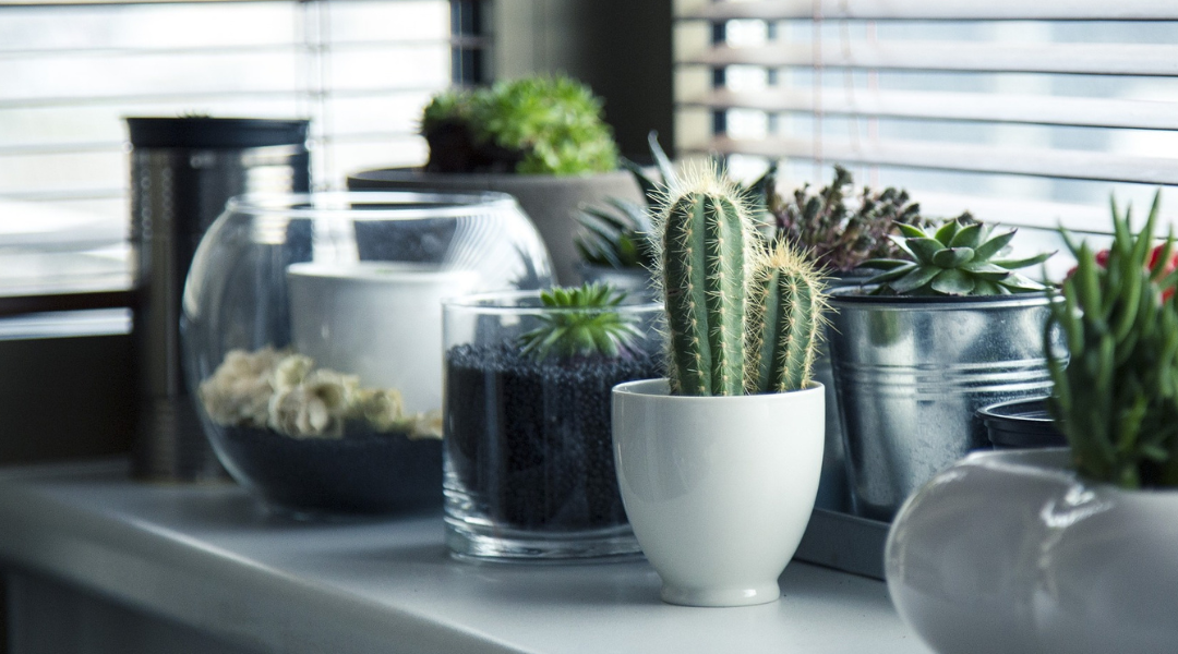 Plantas de interior: ideas para decorar