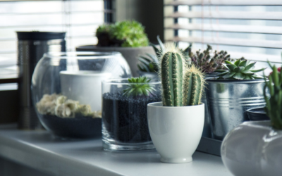 Plantas de interior: ideas para decorar