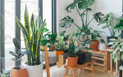 ¿Plantas naturales o artificiales, cuál es la ideal para tu hogar?